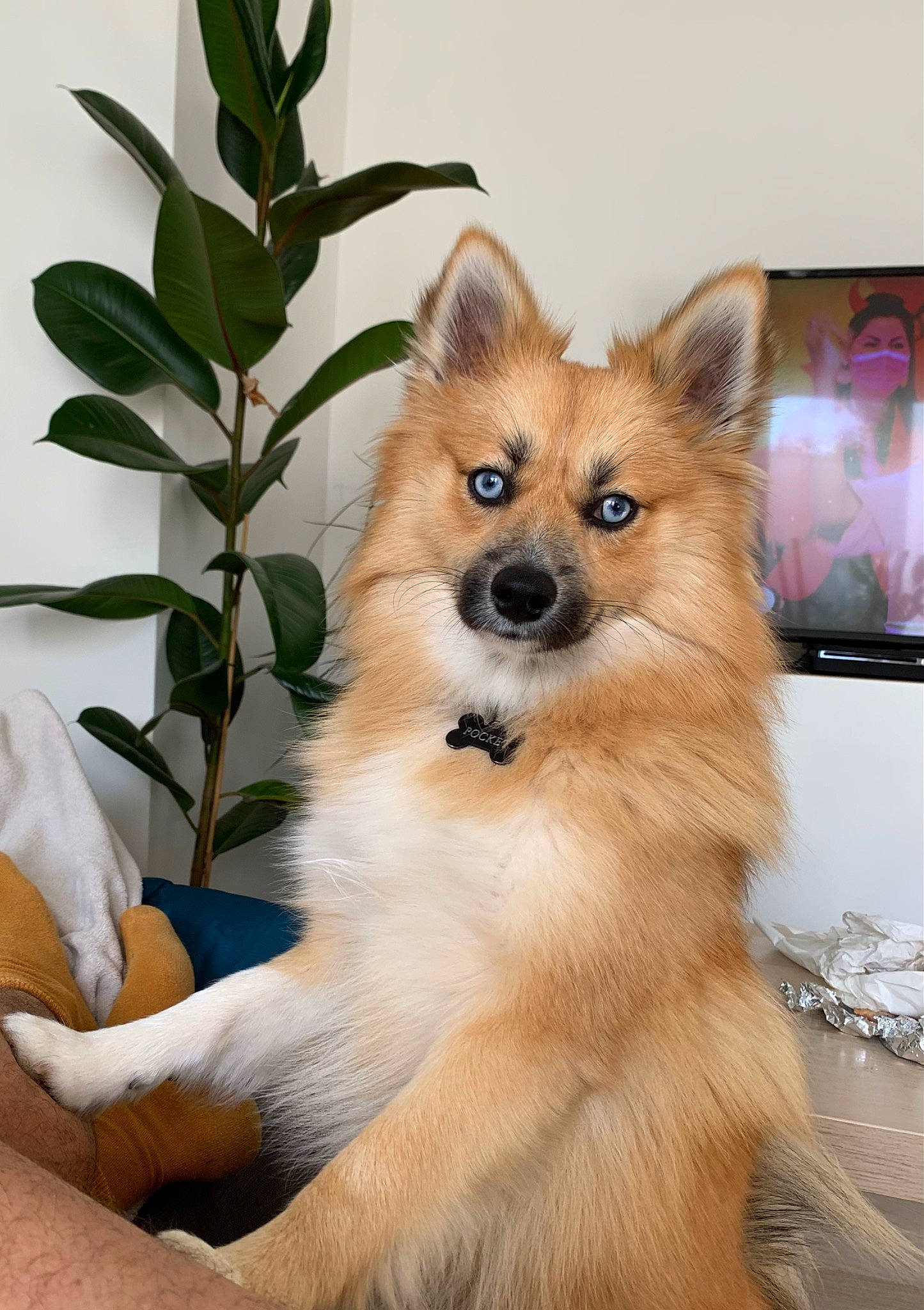 Pocket a rejoint le concours — aidez-le/la à gagner de superbes lots ! ancient_dog_breeds, canidae, carnivore, companion_dog, dog, dog_breed, dog_supply, fawn, fur, non_sporting_group, plant, snout, spitz, sporting_group, tail, terrestrial_animal, whiskers, working_animal