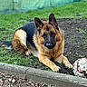 dog, german_shepherd, grass, dirt, soccer_ball, outdoor, pet, animal, canine, playing, resting, fur, ears, paws, nature, ground, curb, closeup, portrait, loyal