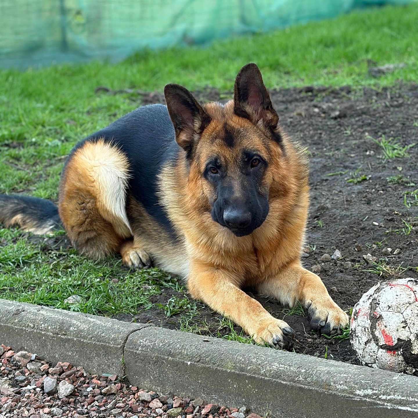 Aladin a rejoint le concours — aidez-le/la à gagner de superbes lots ! dog, german_shepherd, grass, dirt, soccer_ball, outdoor, pet, animal, canine, playing, resting, fur, ears, paws, nature, ground, curb, closeup, portrait, loyal