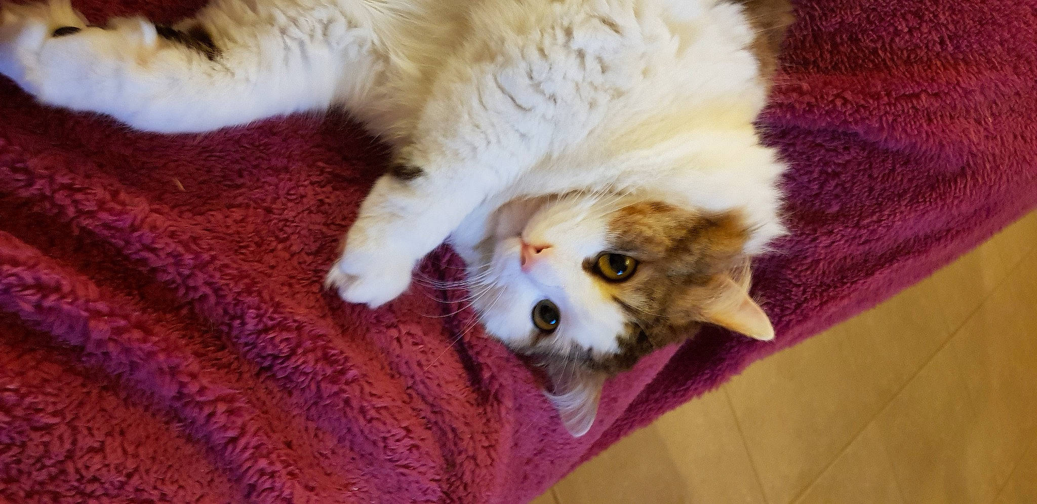 Fripouille a rejoint le concours — aidez-le/la à gagner de superbes lots ! canidae, carnivore, cat, claw, comfort, companion_dog, domestic_short_haired_cat, fawn, felidae, fur, paw, photo_caption, small_to_medium_sized_cats, snout, tail, terrestrial_animal, whiskers, wood, woven_fabric