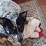 Lucy Lou is registered to the contest to win money with this photo: dog, stuffed_toy, rug, indoor, pet, relaxed, lying_down, black_and_white, speckled, animal, canine, toy, floor, home, resting, calm, ears, paw, looking_up, cozy