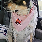 Lucy Lou is registered to the contest to win money with this photo: dog, bandana, pink, car, vehicle_interior, pet, animal, sitting, looking_away, fur, spotted, black, white, brown, paw, window, seat, blanket, plastic_bag, indoor