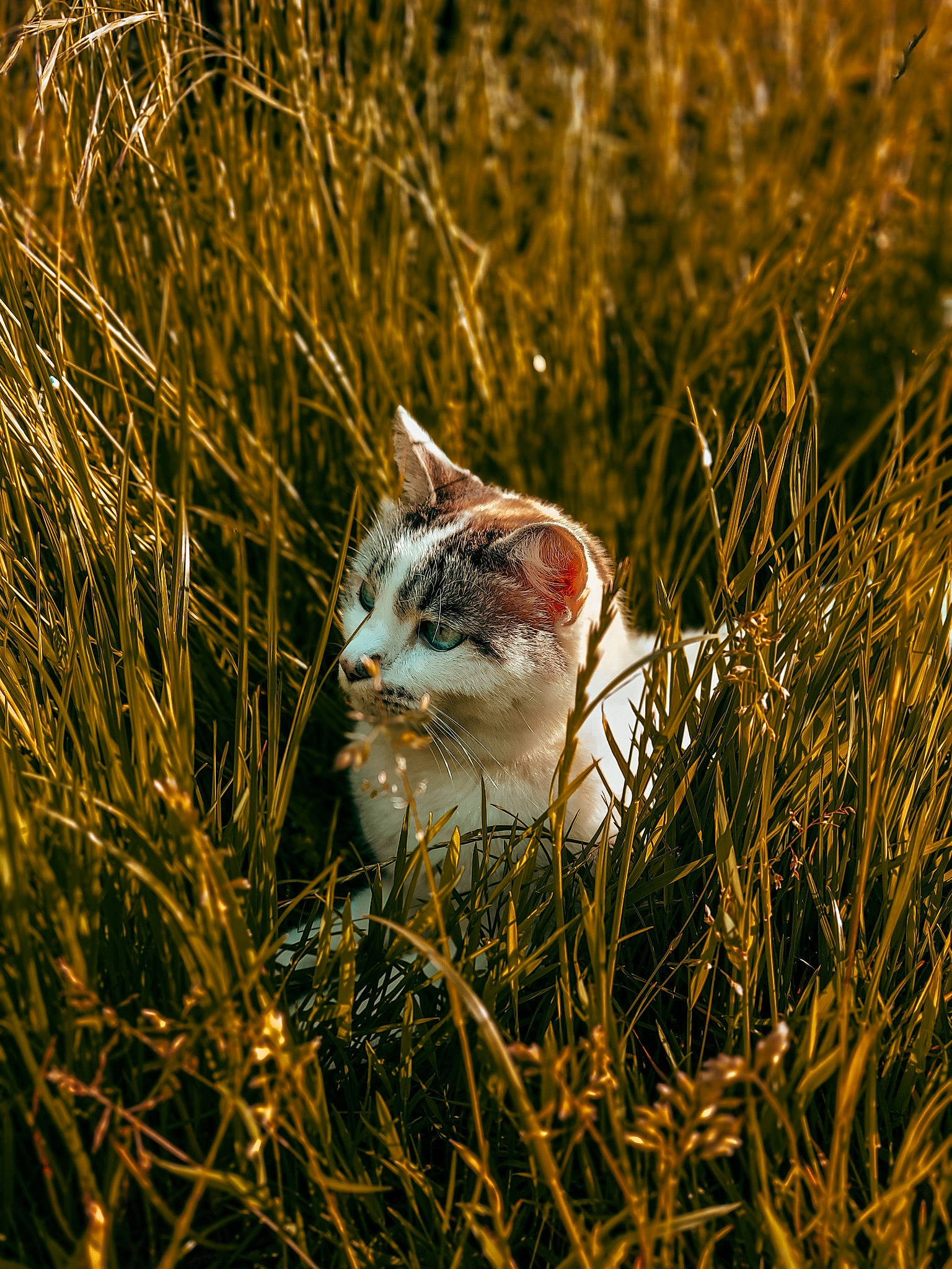 Yuki participe au concours pour gagner de l'argent avec cette photo : carnivore, cat, fawn, felidae, fur, grass, grass_family, grassland, happy, natural_landscape, people_in_nature, plant, small_to_medium_sized_cats, snout, tail, terrestrial_animal, tree, twig, whiskers, wood