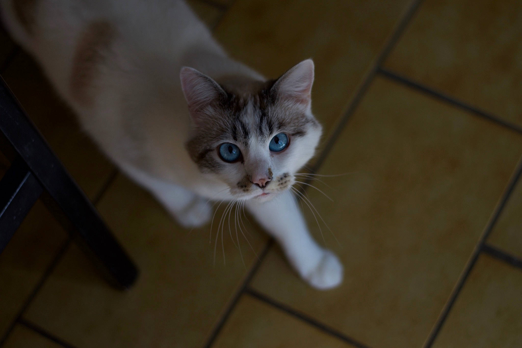 Yuki a rejoint le concours — aidez-le/la à gagner de superbes lots ! carnivore, cat, domestic_short_haired_cat, door, fawn, felidae, flooring, fur, hardwood, paw, small_to_medium_sized_cats, snout, tail, tile_flooring, whiskers, wood