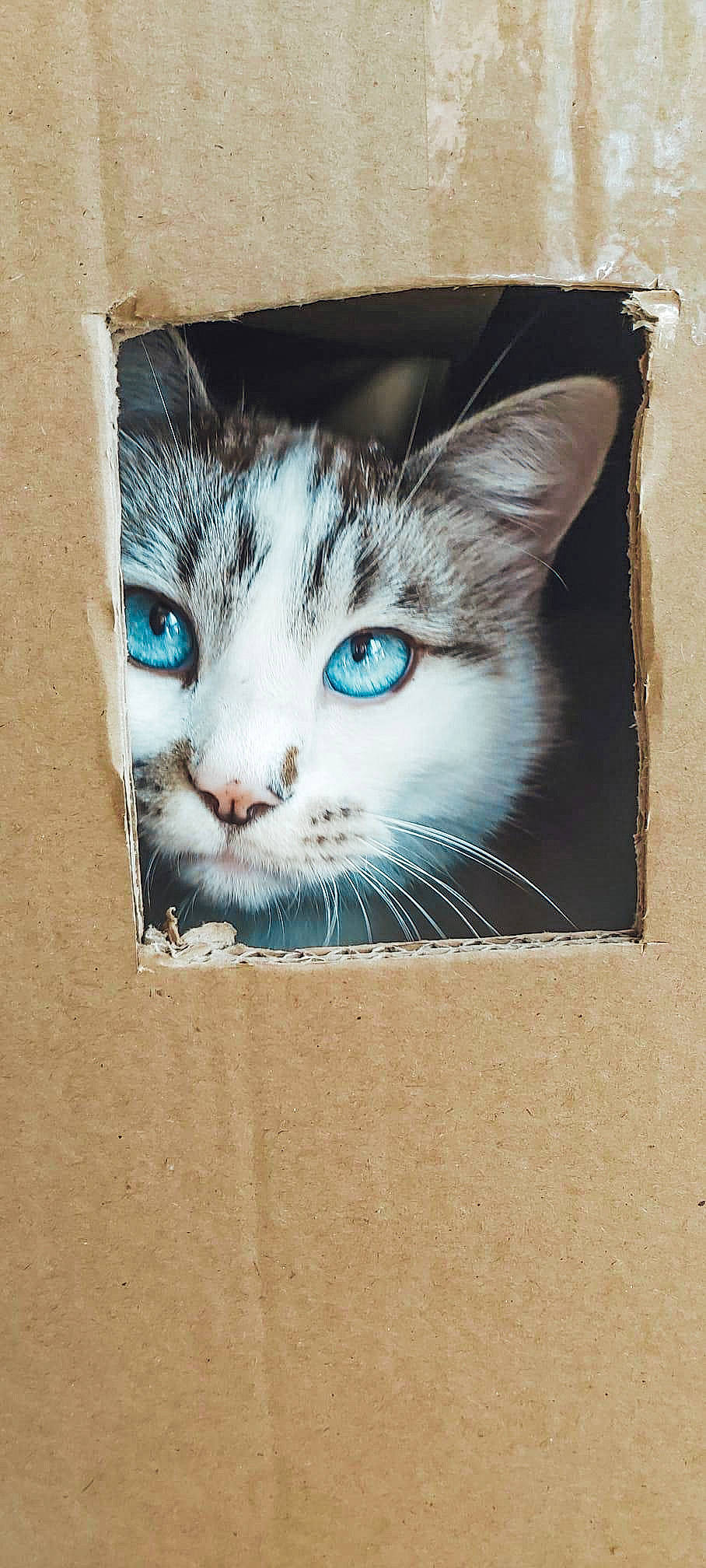 Yuki a rejoint le concours — aidez-le/la à gagner de superbes lots ! art, box, cardboard, carnivore, cat, curious, domestic_short_haired_cat, door, felidae, fur, illustration, iris, paw, pet_supply, photo_caption, rectangle, small_to_medium_sized_cats, snout, whiskers, window