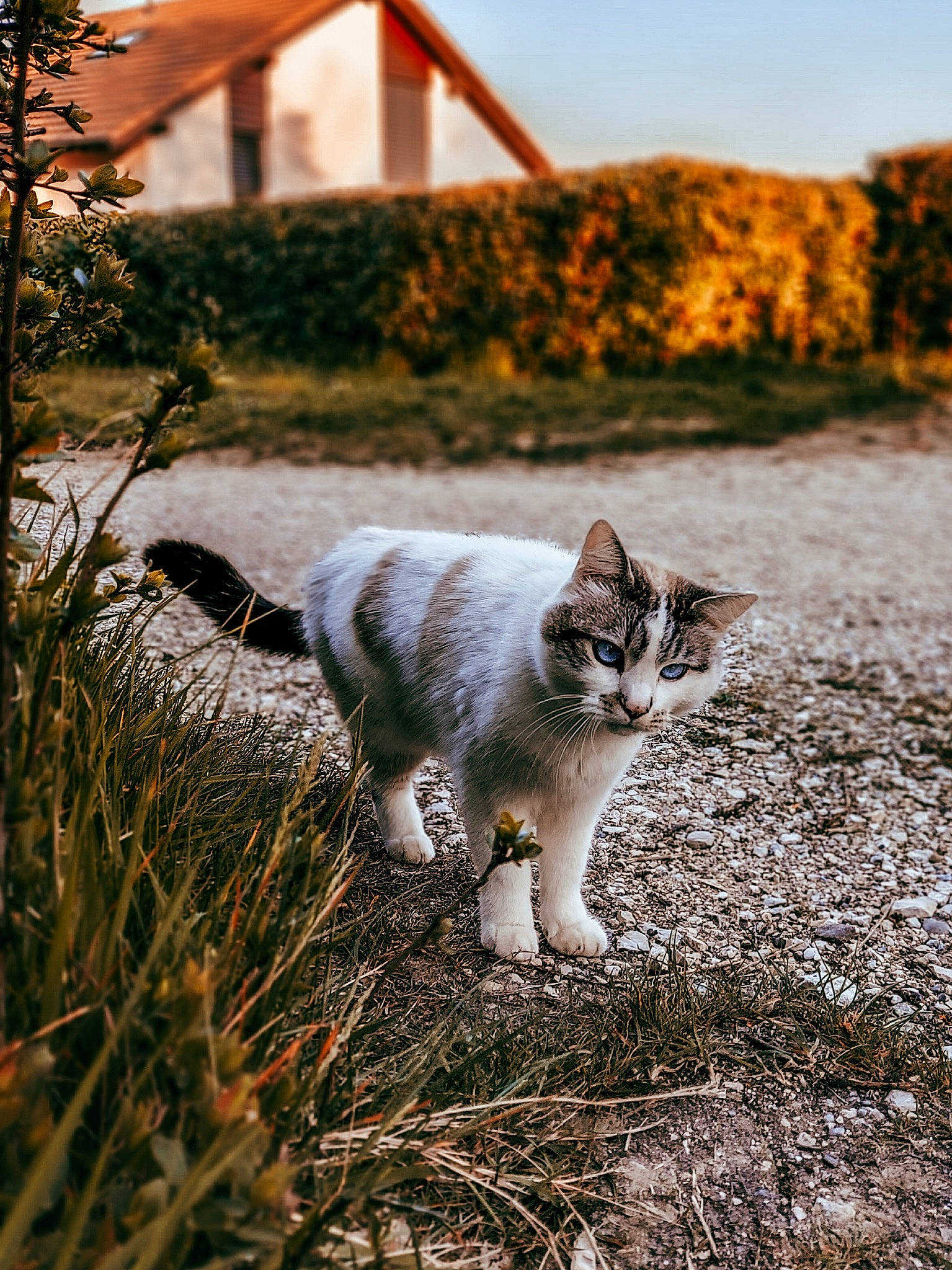 Yuki a rejoint le concours — aidez-le/la à gagner de superbes lots ! carnivore, cat, domestic_short_haired_cat, eye, fawn, felidae, fur, grass, grey, landscape, plant, sand, sky, small_to_medium_sized_cats, sunlight, tail, tree, whiskers, wilderness, wood