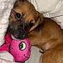 puppy, dog, brown, toy, plush, pink, blanket, sleepy, snuggled, cute, pet, fur, indoor, cozy, resting, animal, soft, comfort, closeup, laying