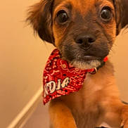 Gandja a rejoint le concours — aidez-le/la à gagner de superbes lots ! puppy, dog, pet, bandana, red, cute, young, indoor, animal, fur, ears, nose, paws, portrait, looking, closeup, adorable, brown, friendly, canine