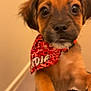 puppy, dog, pet, bandana, red, cute, young, indoor, animal, fur, ears, nose, paws, portrait, looking, closeup, adorable, brown, friendly, canine