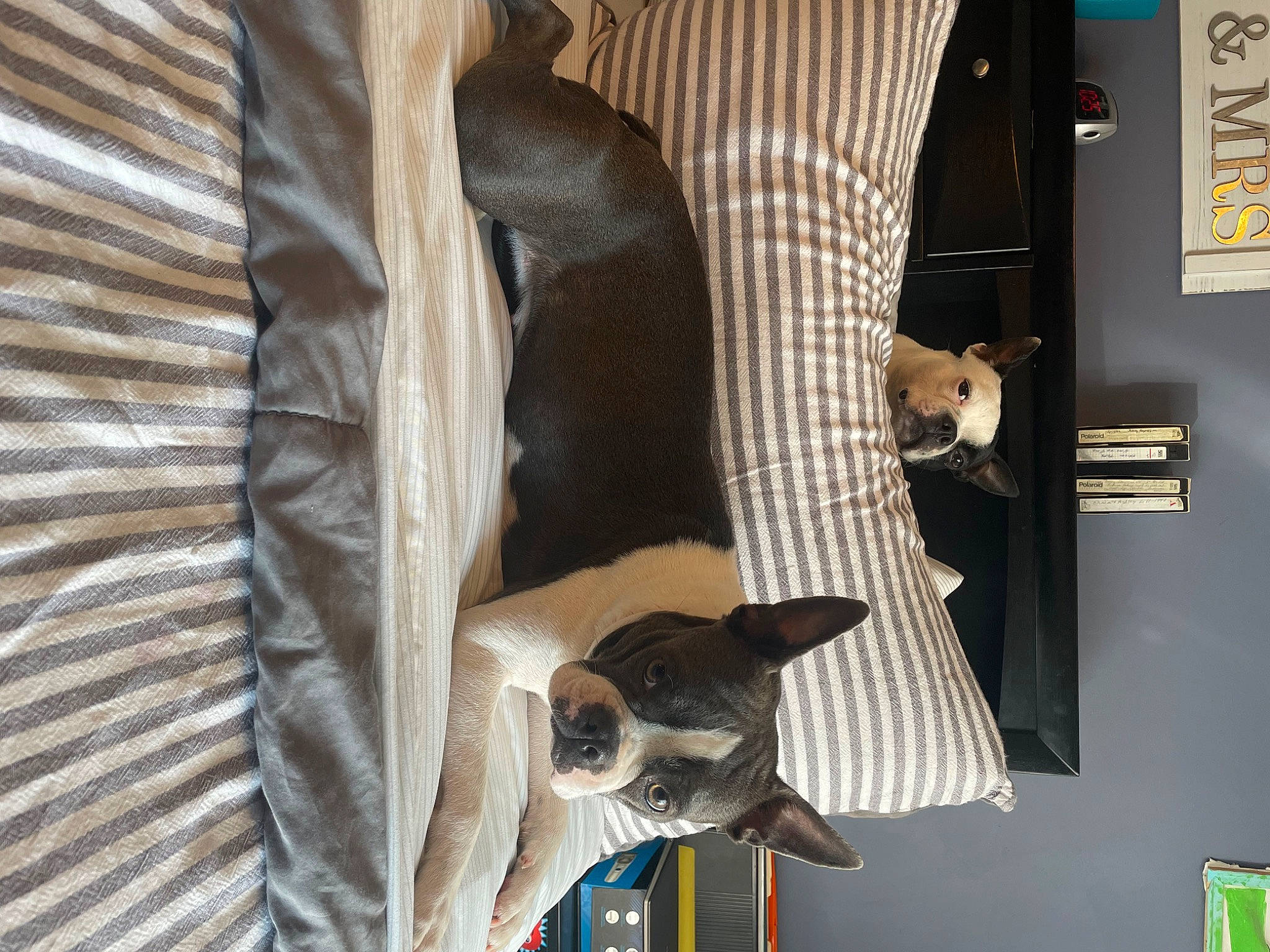 Bunny joined the competition — help win amazing prizes! armrest, canidae, carnivore, comfort, companion_dog, dog, dog_breed, dog_supply, fawn, flooring, foot, fur, hardwood, human_leg, non_sporting_group, room, sporting_group, thigh, wood, working_animal