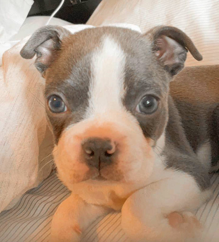 Bunny joined the competition — help win amazing prizes! ancient_dog_breeds, boston_terrier, carnivore, collar, companion_dog, dog, dog_breed, ear, fawn, non_sporting_group, puppy_love, snout, terrestrial_animal, toy_dog, whiskers, working_animal