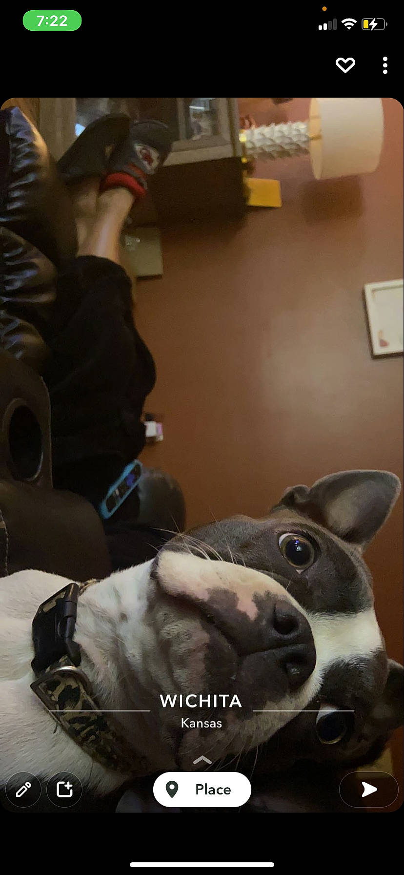 Bunny joined the competition — help win amazing prizes! canidae, carnivore, companion_dog, dog, dog_breed, ear, fawn, felidae, flooring, fur, guard_dog, helmet, non_sporting_group, personal_protective_equipment, selfie, snout, sporting_group, whiskers, working_animal