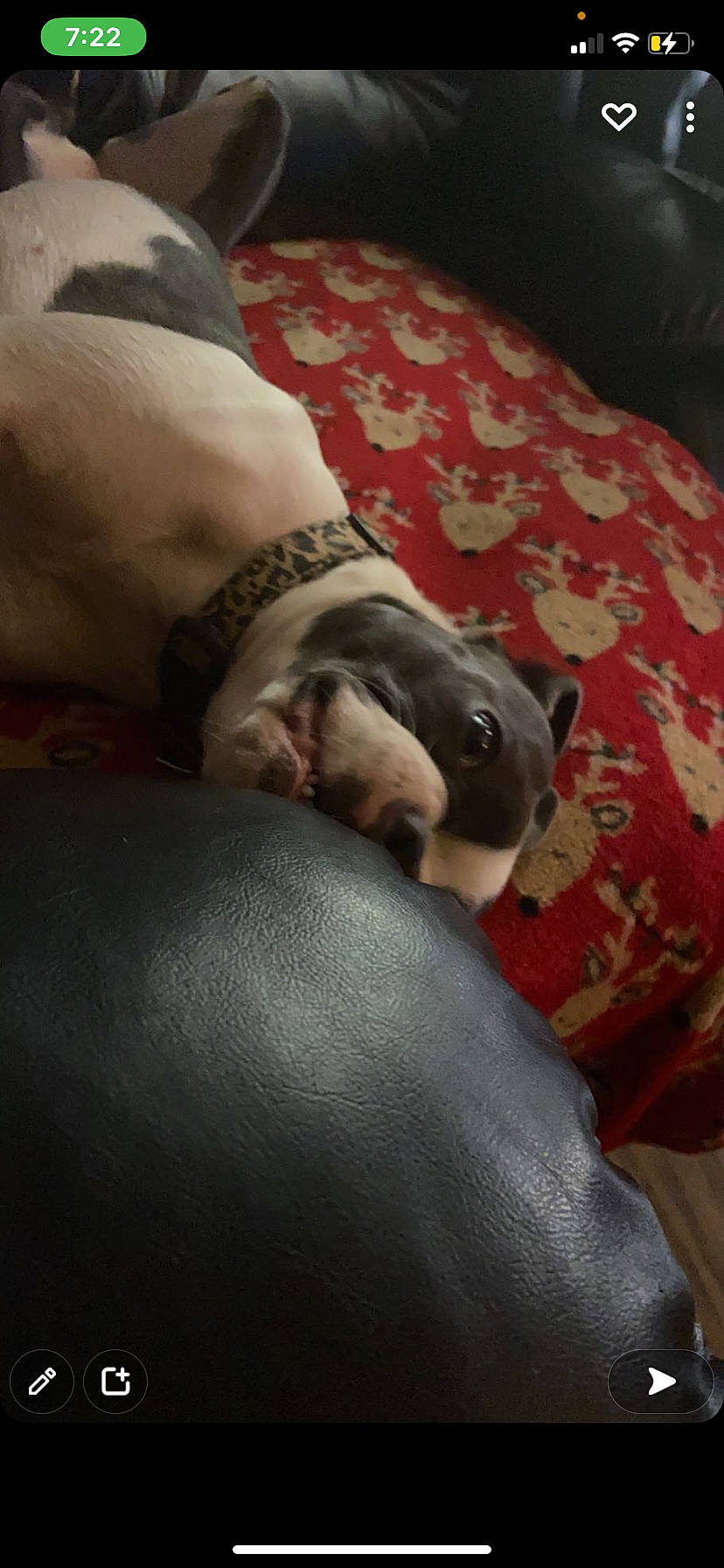 Bunny joined the competition — help win amazing prizes! bed, canidae, carnivore, comfort, companion_dog, dog, dog_breed, elbow, fawn, flesh, foot, fur, gesture, grey, human_leg, linens, nap, sporting_group, watch, wrist