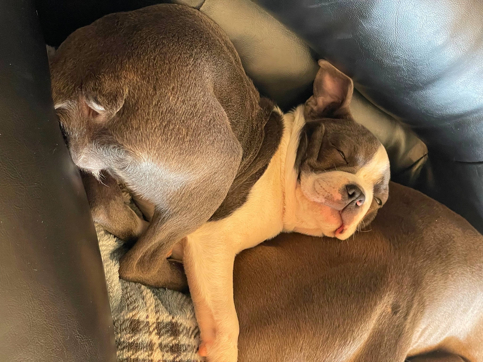 Bunny joined the competition — help win amazing prizes! ancient_dog_breeds, bulldog, canidae, carnivore, comfort, companion_dog, dog, dog_breed, ear, fawn, nap, non_sporting_group, paw, snout, sporting_group, terrestrial_animal, toy_dog, whiskers, working_animal, wrinkle