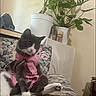 cat, pet, indoor, couch, floral_pattern, plant, potted_plant, pink_clothing, relaxed, feline, household, furniture, cozy, domestic, animal, sitting, black_and_white, cute, casual, resting