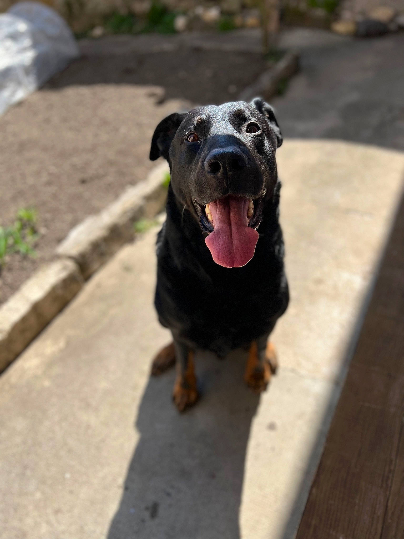 Izak participe au concours pour gagner de l'argent avec cette photo : canidae, carnivore, companion_dog, dog, dog_breed, fawn, guard_dog, non_sporting_group, pet_supply, road_surface, snout, sporting_group, terrestrial_animal, working_animal, working_dog