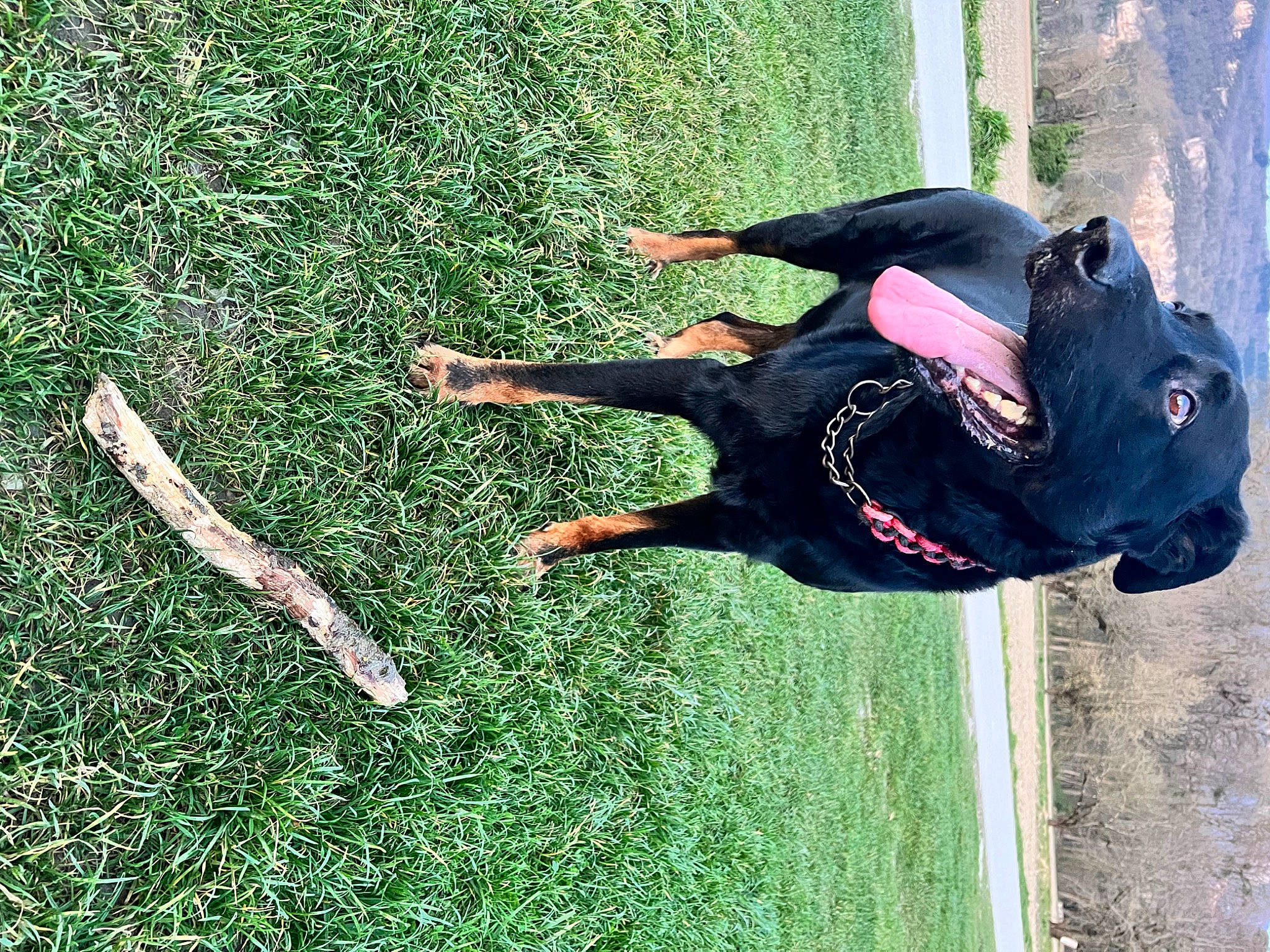 Izak participe au concours pour gagner de l'argent avec cette photo : adventure, canidae, carnivore, companion_dog, dog, dog_breed, extreme_sport, fun, grass, happy, leisure, people_in_nature, plant, recreation, shadow, sporting_group, sports, tail, tree, water