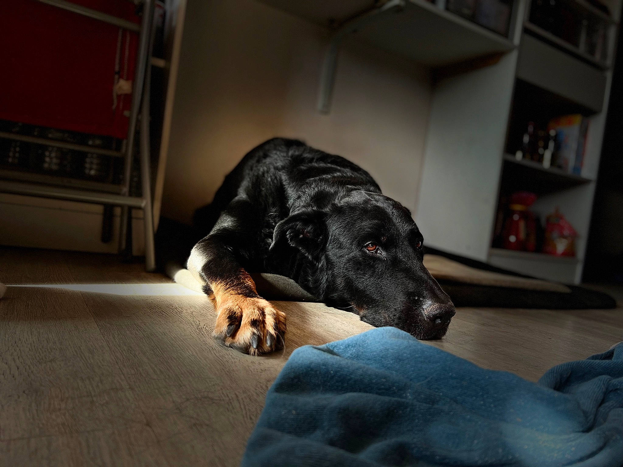 Izak participe au concours pour gagner de l'argent avec cette photo : bookcase, borador, canidae, carnivore, comfort, companion_dog, dog, dog_breed, floor, flooring, fur, grey, guard_dog, nap, room, shelf, shelving, sporting_group, terrestrial_animal, working_animal