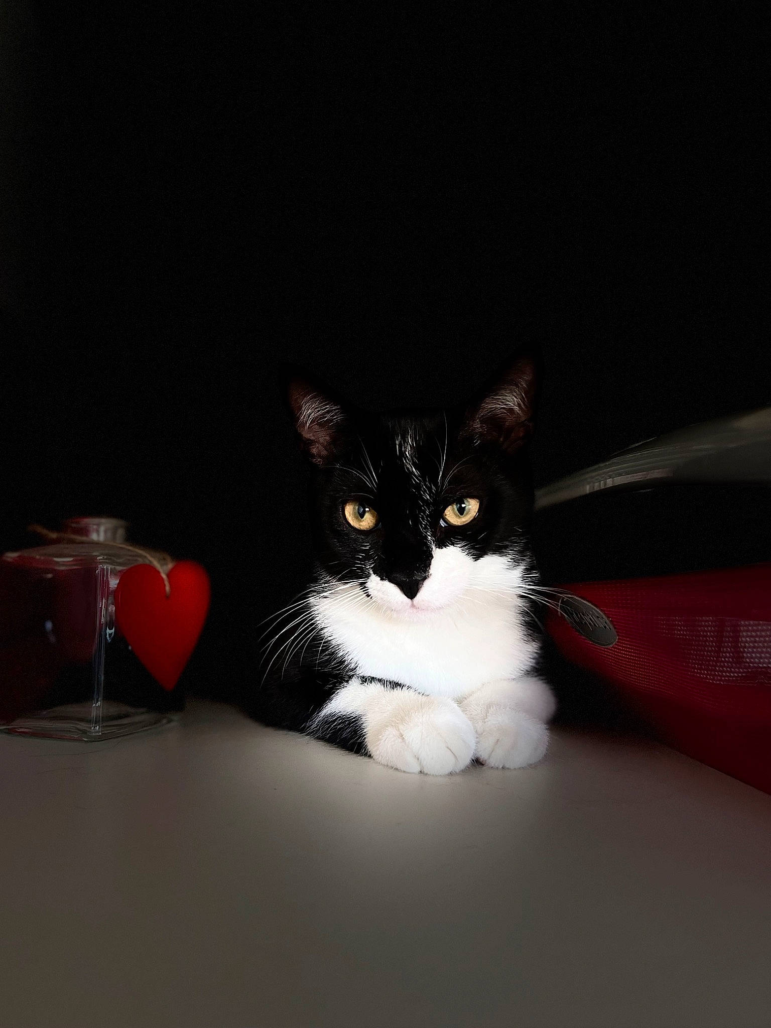 Oréo a rejoint le concours — aidez-le/la à gagner de superbes lots ! automotive_design, box, carmine, carnivore, cat, comfort, darkness, domestic_short_haired_cat, drinkware, felidae, fur, paw, serveware, small_to_medium_sized_cats, snout, still_life_photography, table, tableware, tail, whiskers