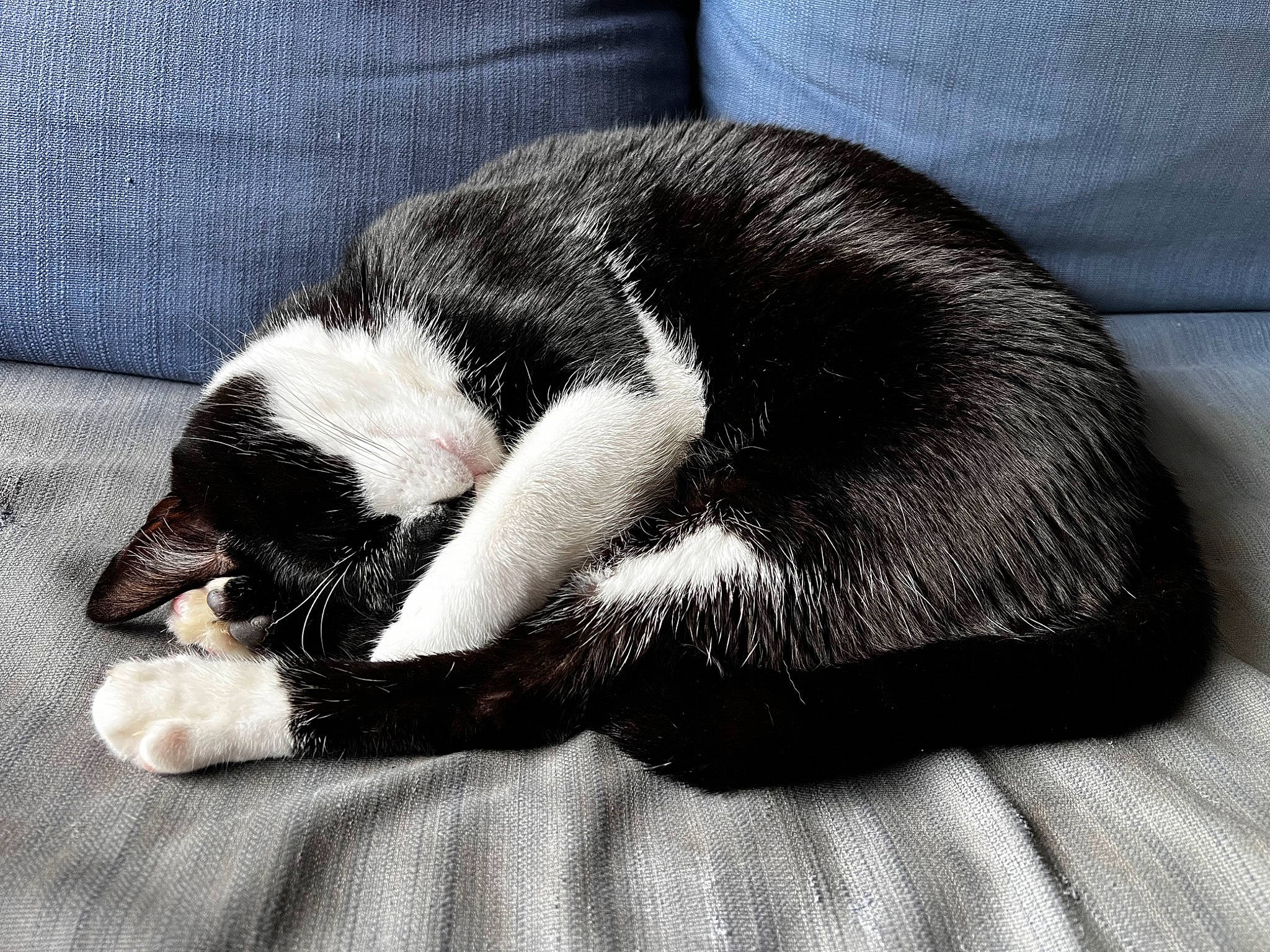 Oréo a rejoint le concours — aidez-le/la à gagner de superbes lots ! bored, canidae, carnivore, cat, claw, comfort, dog_breed, domestic_short_haired_cat, felidae, fur, grey, nap, paw, small_to_medium_sized_cats, sporting_group, tail, terrestrial_animal, whiskers