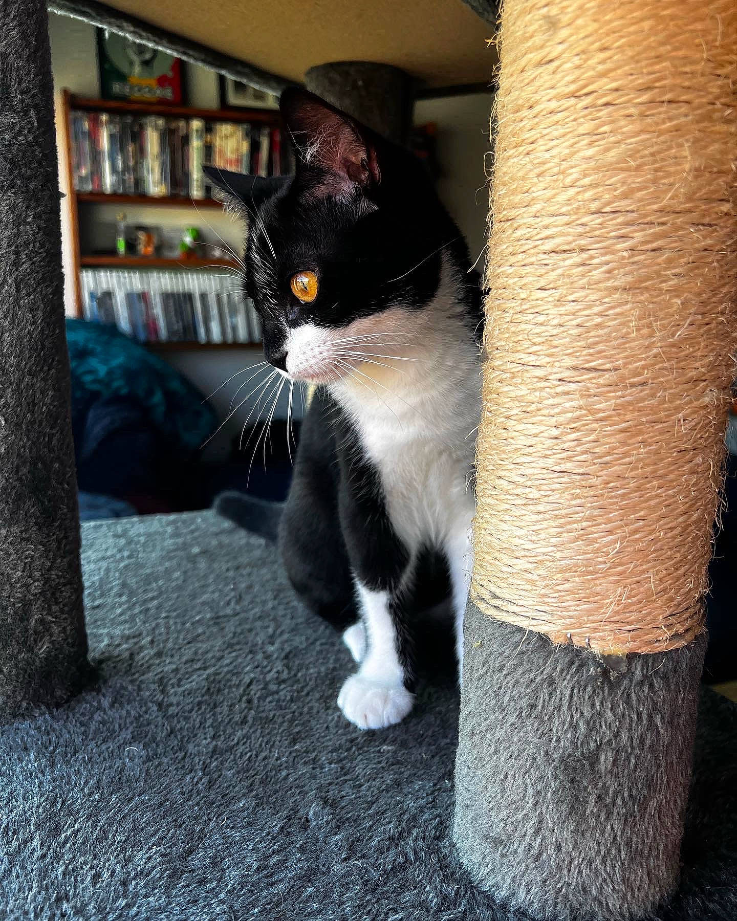 Oréo participe au concours pour gagner de l'argent avec cette photo : bookcase, carnivore, cat, domestic_short_haired_cat, felidae, flooring, fur, grey, human_leg, pedestal, picture_frame, shelf, shelving, sitting, small_to_medium_sized_cats, snout, tail, trunk, whiskers, wood