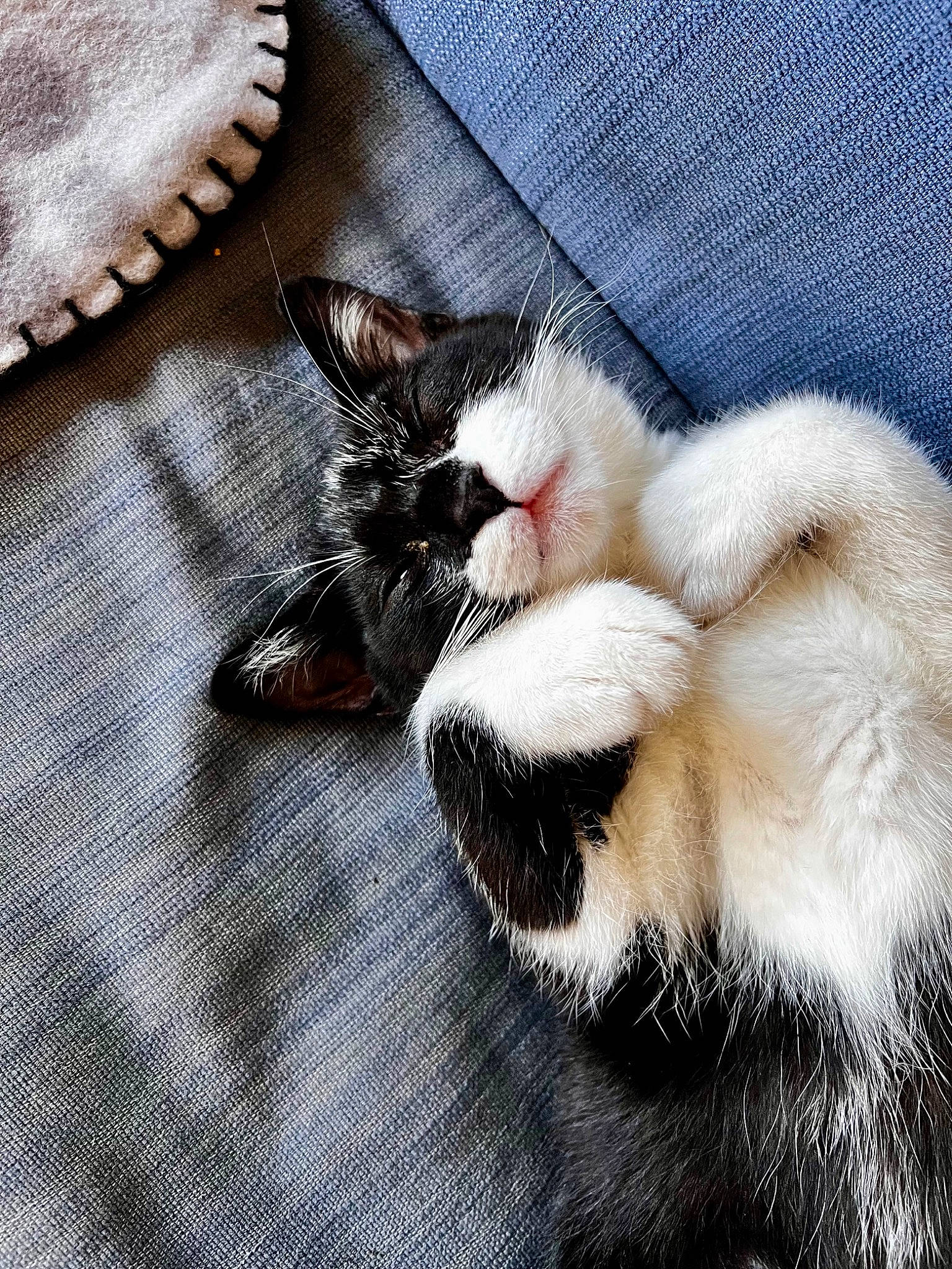 Oréo a rejoint le concours — aidez-le/la à gagner de superbes lots ! carnivore, cat, claw, comfort, companion_dog, domestic_short_haired_cat, felidae, flooring, foot, fur, grey, human_leg, linens, nap, paw, sleep, small_to_medium_sized_cats, tail, whiskers, wood