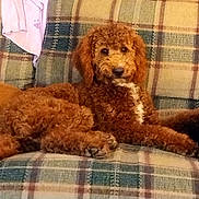 Olive joined the competition — help win amazing prizes! brown_fur, canine, couch, curly_fur, dog, domestic, furniture, goldendoodle, indoor, living_room, looking_at_camera, lying_down, paws, pet, plaid_couch, poodle, portrait, relaxed, shirt, upholstery