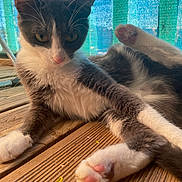 Lila participe au concours pour gagner de l'argent avec cette photo : animal, cat, close_up, curtain, cute, domestic_cat, ears, fur, gray_and_white, indoor, laying_down, mammal, paw, pet, pink_paw_pads, relaxed, stretching, sunlight, whiskers, wooden_floor