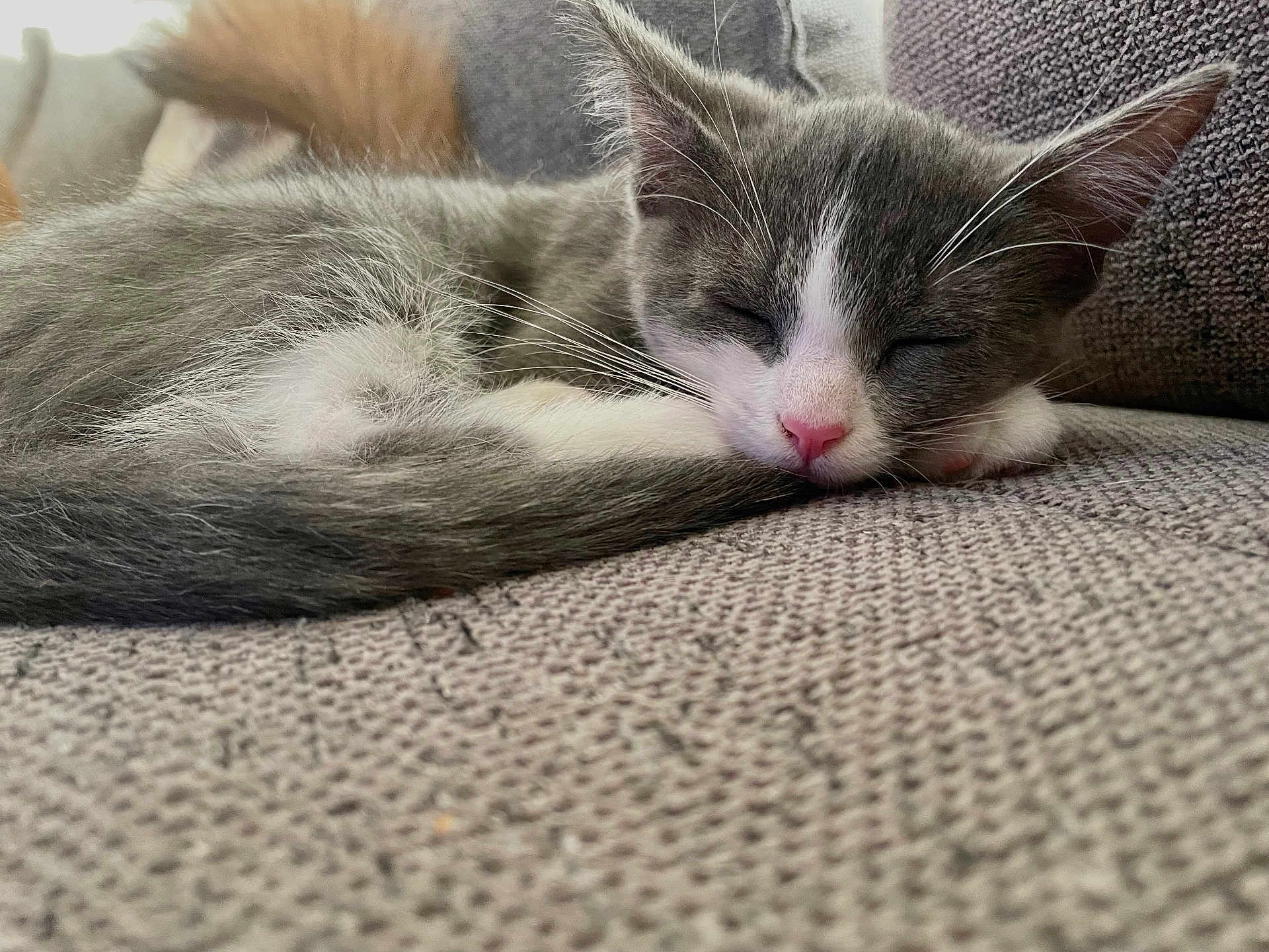 Lila