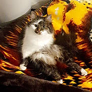 Maninette a rejoint le concours — aidez-le/la à gagner de superbes lots ! cat, fluffy, pet, animal, indoor, blanket, feline, cozy, resting, fur, striped, yellow, brown, white, relaxed, cute, domestic, comfort, looking, eyes