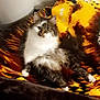 cat, fluffy, pet, animal, indoor, blanket, feline, cozy, resting, fur, striped, yellow, brown, white, relaxed, cute, domestic, comfort, looking, eyes