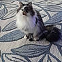 Maninette a rejoint le concours — aidez-le/la à gagner de superbes lots ! cat, fluffy, long_hair, black_and_white, pet, animal, indoor, rug, pattern, leaf_pattern, blue, gray, sitting, curious, fur, whiskers, cute, domestic_cat, quiet, floor