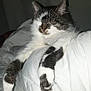 Maninette participe au concours pour gagner de l'argent avec cette photo : cat, fluffy, white, black, sleeping, pet, animal, indoor, blanket, cozy, fur, relaxed, resting, paw, cute, mammal, whiskers, domestic, feline, comfort