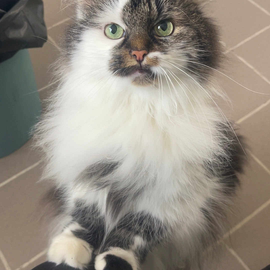 Maninette participe au concours pour gagner de l'argent avec cette photo : animal, cat, close_up, companion, curious, cute, domestic_cat, feline, floor_tiles, fluffy, green_eyes, indoor, kneeling, looking_up, paws, pet, soft_fur, tabby, whiskers, white_fur