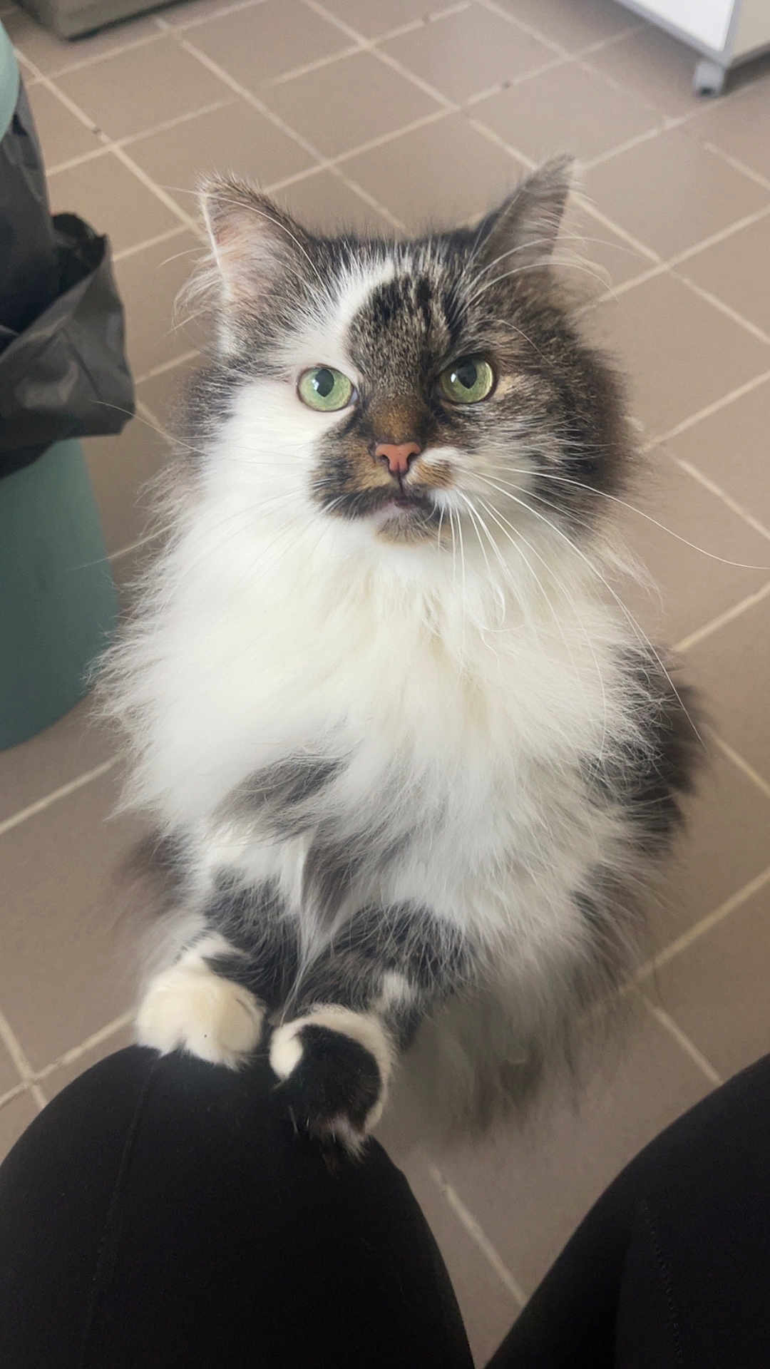Maninette participe au concours pour gagner de l'argent avec cette photo : cat, fluffy, green_eyes, tabby, white_fur, pet, indoor, kneeling, curious, looking_up, close_up, animal, cute, feline, whiskers, paws, floor_tiles, domestic_cat, soft_fur, companion