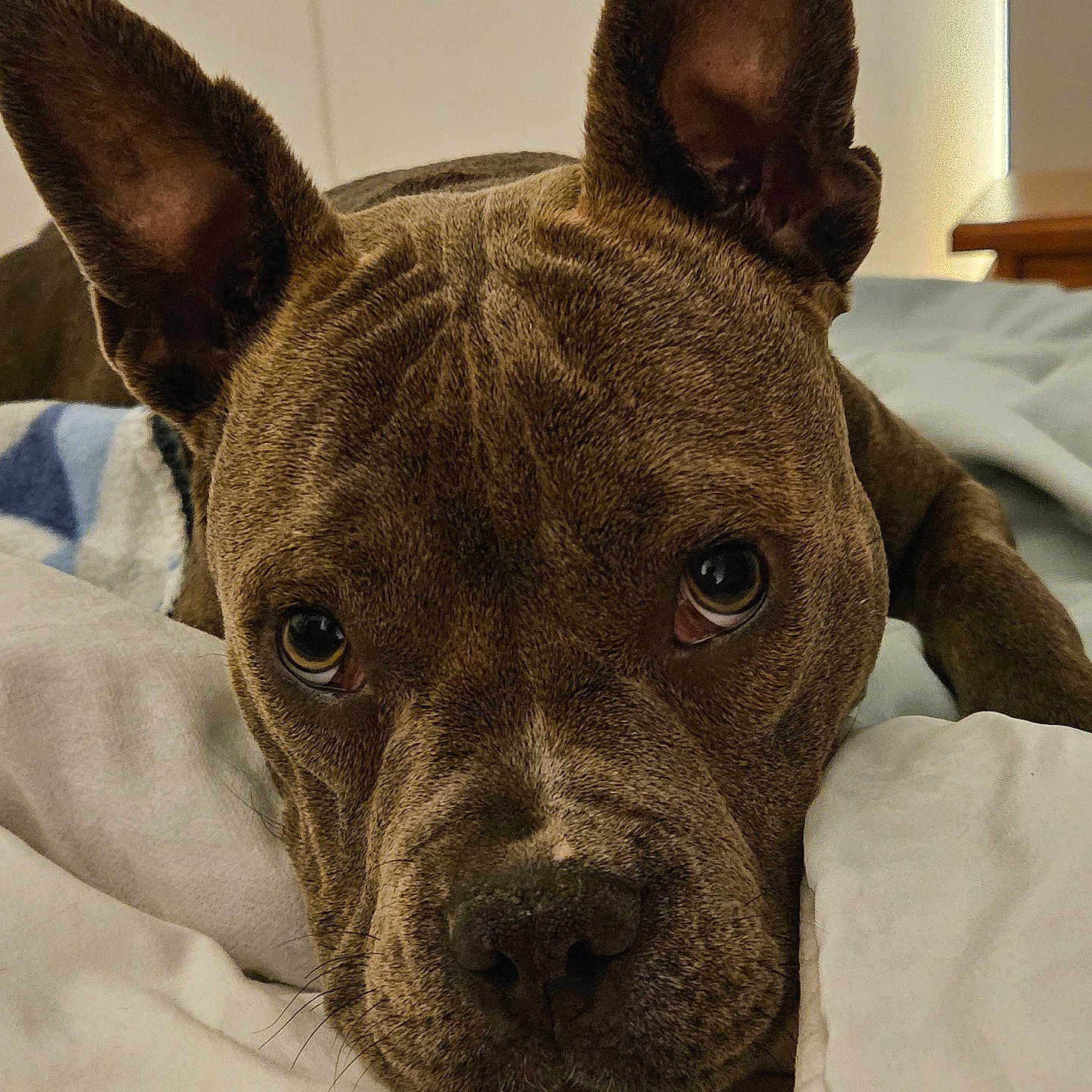 Sheika a rejoint le concours — aidez-le/la à gagner de superbes lots ! animal, bed, blanket, brindle, canine, close_up, comfort, cozy, cute, dog, ears, face, fur, indoor, looking, lying_down, pet, portrait, resting, sleepy