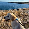 Rio participe au concours pour gagner de l'argent avec cette photo : dog, puppy, golden_retriever, cream_coat, sitting, leash, collar, tongue_out, outdoors, seaside, ocean, coastline, rocky_shore, cliff, grass, sunlight, blue_sky, landscape, travel, nature