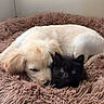 Rio participe au concours pour gagner de l'argent avec cette photo : puppy, dog, kitten, cat, sleeping, snuggling, pets, animals, fluffy, fur, black_cat, cream_dog, brown_bed, shaggy_blanket, indoors, cozy, cute, companionship, resting, portrait
