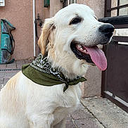 Rio participe au concours pour gagner de l'argent avec cette photo : dog, golden_retriever, puppy, canine, pet, animal, sitting, panting, tongue, happy, bandana, collar, cream_fur, floppy_ears, black_nose, portrait, outdoor, patio, brick_paving, house