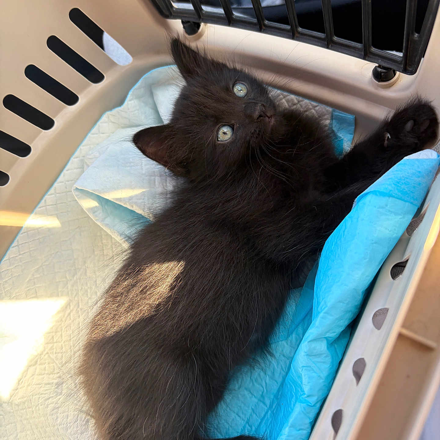 Athena a rejoint le concours — aidez-le/la à gagner de superbes lots ! black_cat, kitten, feline, pet, animal, fluffy, fur, blue_pad, pet_carrier, crate, indoors, lying_down, raised_paw, green_eyes, whiskers, cute, playful, portrait, close_up, rescue