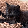 Athena a rejoint le concours — aidez-le/la à gagner de superbes lots ! cat, kitten, black_cat, two_cats, furry, fluffy, animal, pet, cute, eyes, ears, whiskers, fur, blanket, shaggy_blanket, indoor, cozy, portrait, resting, cuddling