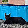 Athena participe au concours pour gagner de l'argent avec cette photo : cat, black_cat, animal, pet, feline, lying_down, outdoor, backyard, pool, swimming_pool, pavement, concrete, pink_wall, blue, summer, portrait, alert, yellow_eyes, long_tail, relaxed