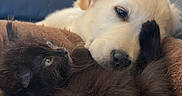 Athena participe au concours pour gagner de l'argent avec cette photo : puppy, dog, cat, kitten, animals, pets, cuddling, sleepy, fluffy, golden, black, fur, closeup, portrait, indoors, blanket, couch, cozy, relaxed, companionship