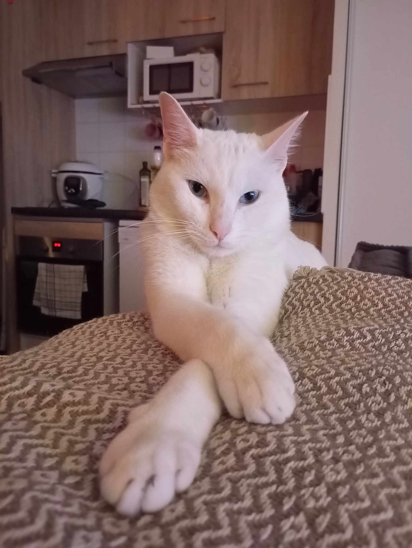 Yara participe au concours pour gagner de l'argent avec cette photo : cat, white_cat, pet, animal, indoor, kitchen, furniture, blanket, paws, relaxed, closeup, domestic, cozy, household, mammal, portrait, feline, cute, whiskers, ears