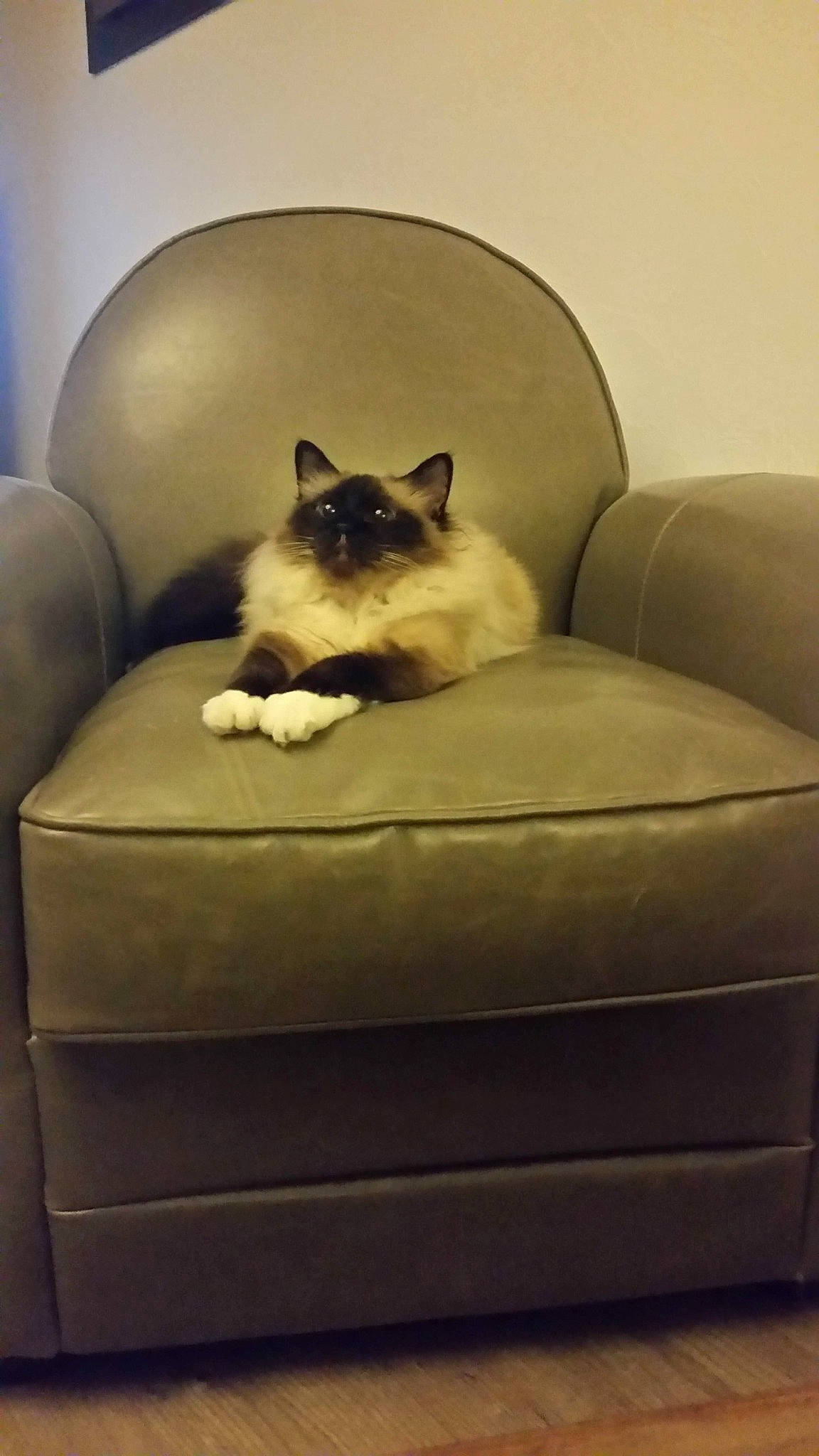 Birmane a rejoint le concours — aidez-le/la à gagner de superbes lots ! bag, balinese, birman, carnivore, cat, cat_supply, comfort, couch, fawn, felidae, fur, furniture, pet_supply, siamese, sitting, small_to_medium_sized_cats, snout, tail, thai, whiskers