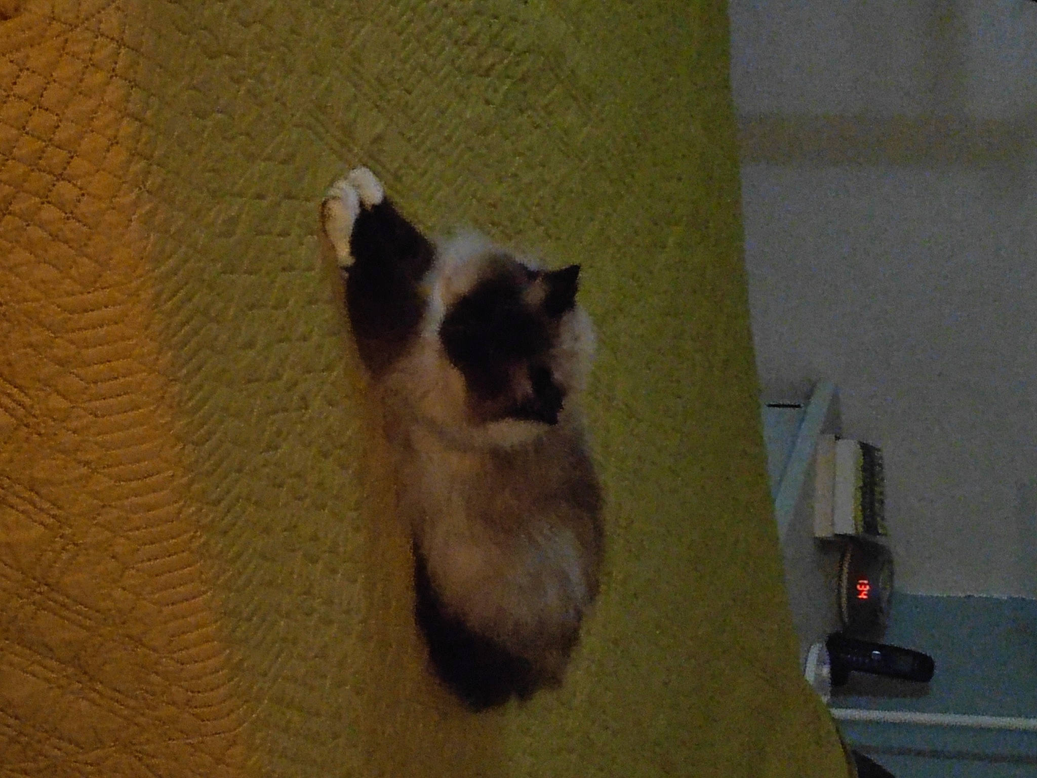 Birmane participe au concours pour gagner de l'argent avec cette photo : balinese, carnivore, cat, dog_breed, fawn, felidae, flooring, fur, gas, siamese, small_to_medium_sized_cats, snout, tail, tonkinese, whiskers