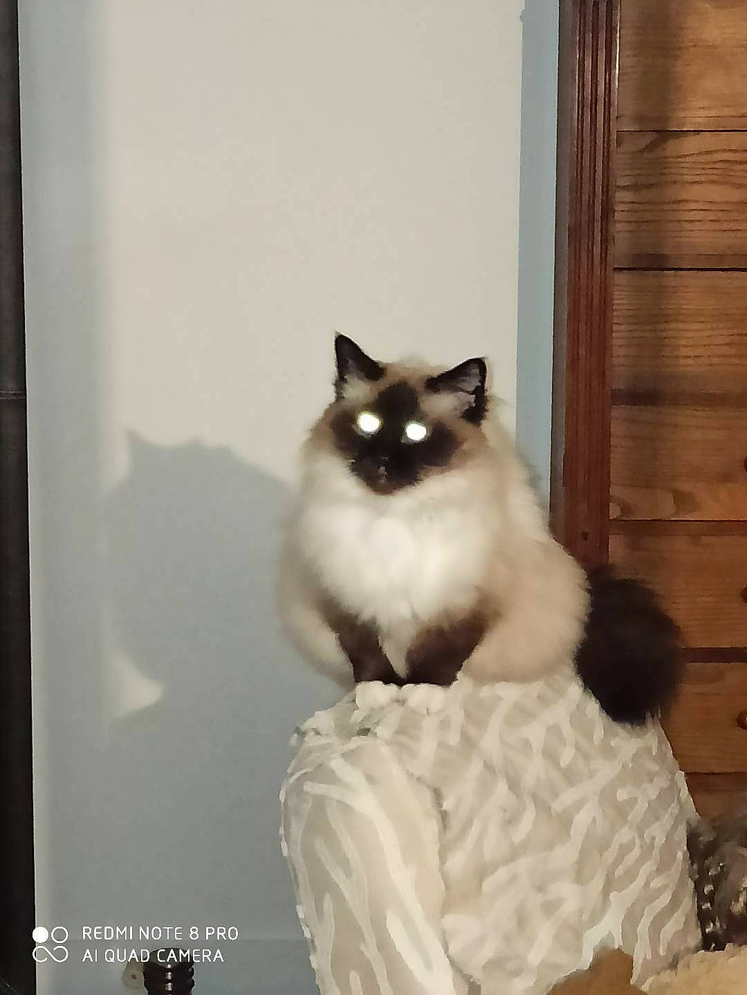 Birmane a rejoint le concours — aidez-le/la à gagner de superbes lots ! abdomen, carnivore, cat, door, eye, fawn, felidae, formal_wear, fur, hair, iris, ragdoll, sitting, small_to_medium_sized_cats, snout, tail, terrestrial_animal, whiskers, window, wood