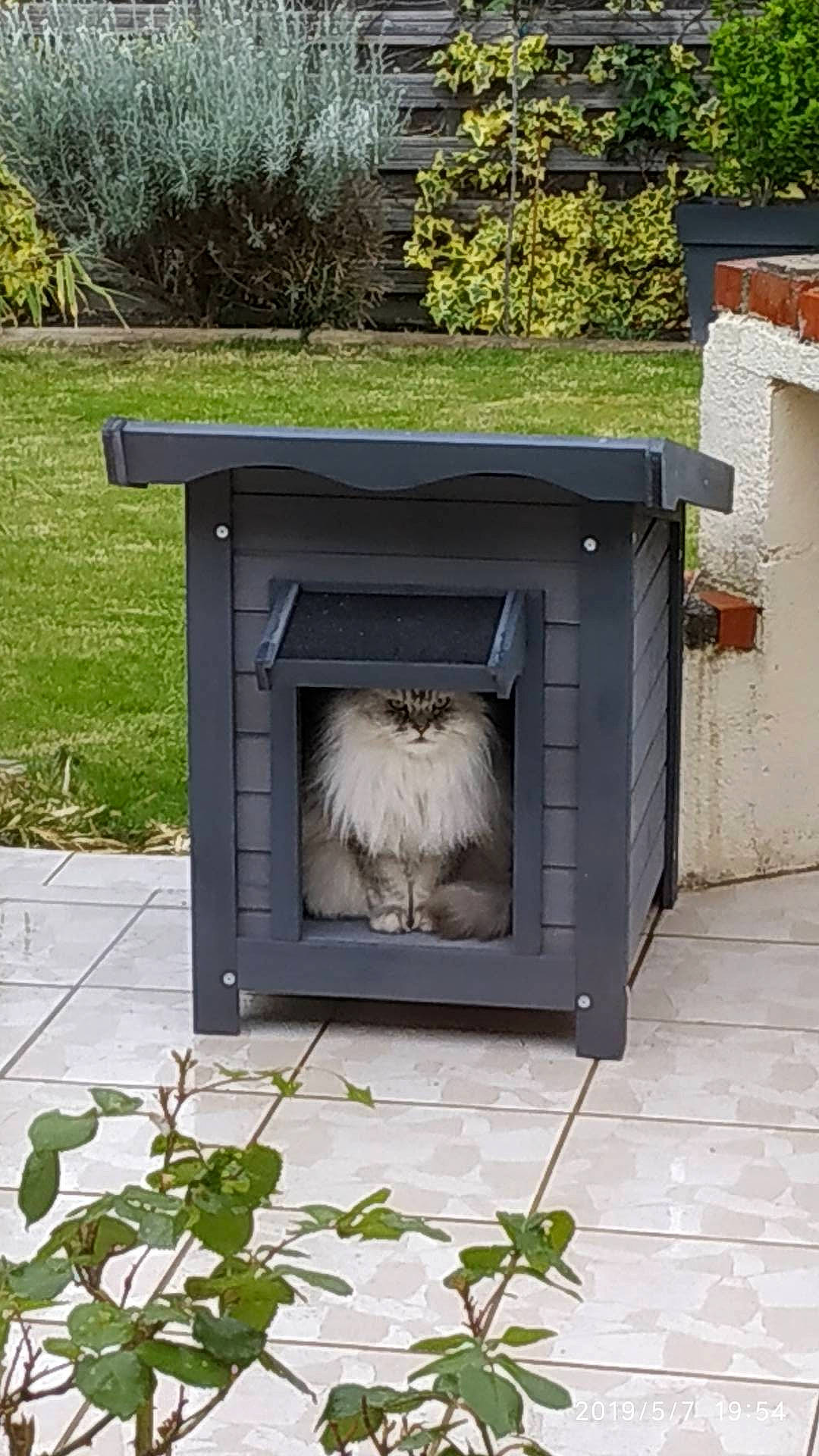 Field a rejoint le concours — aidez-le/la à gagner de superbes lots ! carnivore, concrete, dog_supply, felidae, fur, gas, grass, grey, pet_supply, plant, roof, shed, small_to_medium_sized_cats, tail, tree, trunk, waste_container, wildlife, wood