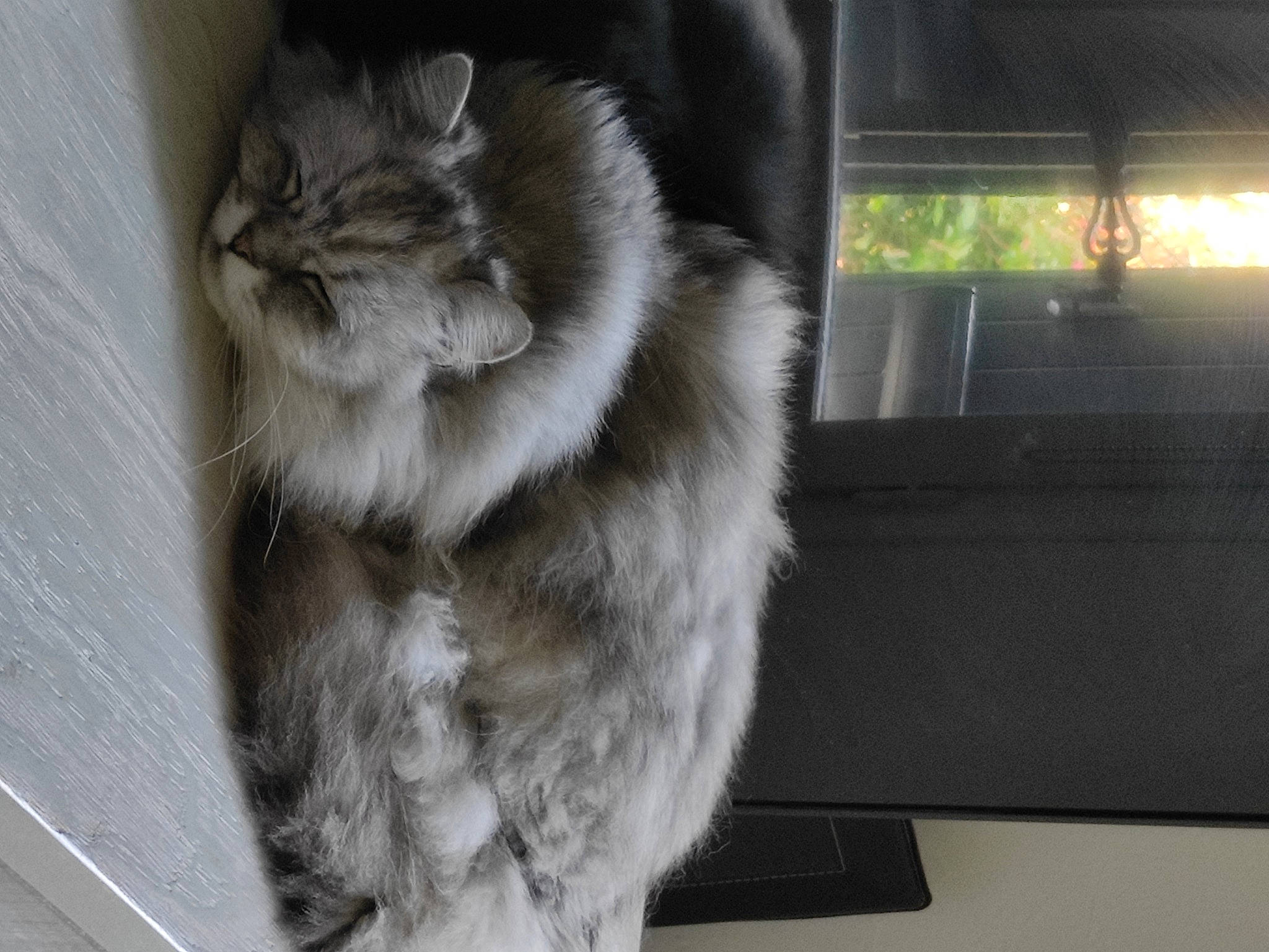 Field participe au concours pour gagner de l'argent avec cette photo : box, british_longhair, carnivore, cat, claw, domestic_short_haired_cat, felidae, flooring, fur, grey, human_leg, paw, small_to_medium_sized_cats, snout, tail, whiskers, window