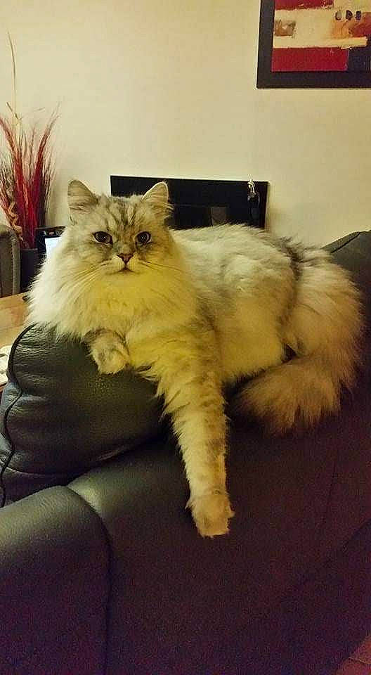 Field participe au concours pour gagner de l'argent avec cette photo : box, british_longhair, carnivore, cat, chair, claw, comfort, companion_dog, fawn, felidae, fur, nap, paw, persian, plant, small_to_medium_sized_cats, snout, tail, whiskers